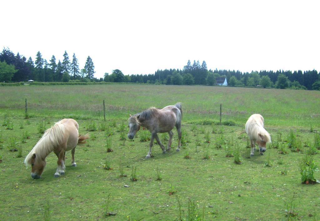 Farm Stay Heidehof Hellenthal Exteriör bild