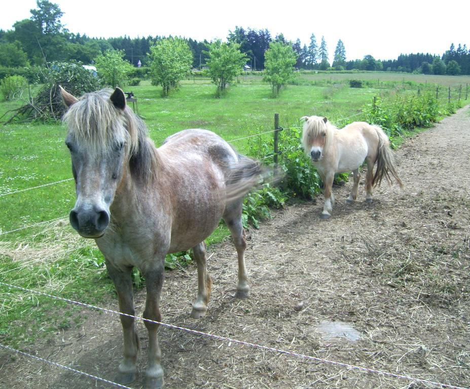 Farm Stay Heidehof Hellenthal Exteriör bild